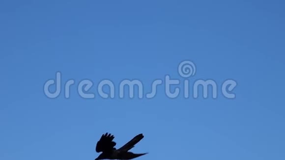喜马拉雅山的乌鸦鸟视频的预览图