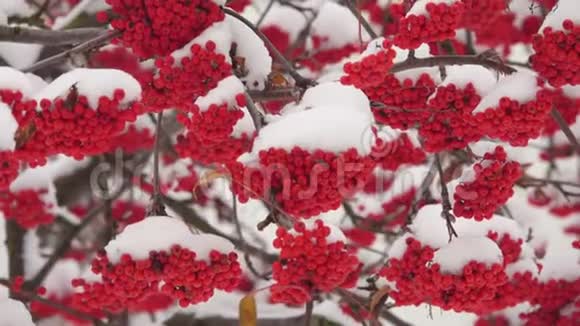 白雪覆盖的红罗万束视频的预览图