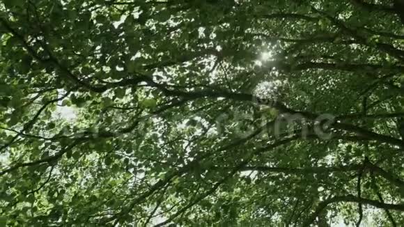 太阳光线穿过树枝视频的预览图