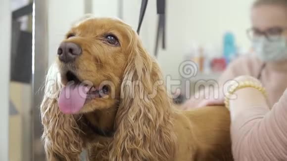 快乐狗在沙龙剃毛时的肖像视频的预览图