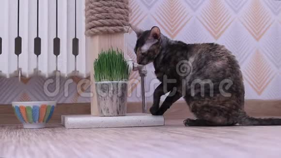 彩色玉米獭猫坐着吃嫩草视频的预览图