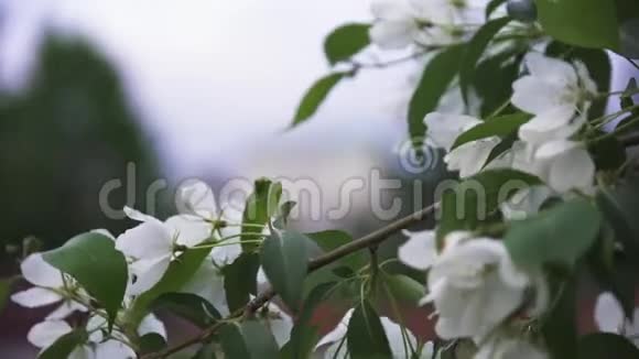 春天白色野生苹果树在城市街道上盛开明亮的近景库存录像苹果树树枝视频的预览图