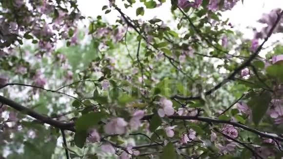 春天的时候把粉红色的苹果枝收起来苹果树开花了库存录像苹果树马鲁视频的预览图