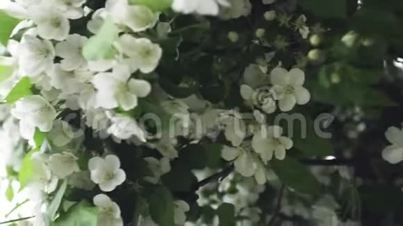 在城市公园里为盛开的拉巴普树而关闭库存录像一棵苹果树上美丽的白花视频的预览图