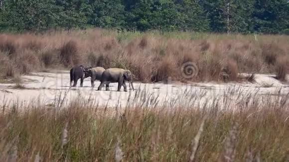 奇特湾国家公园大自然中的野生亚洲大象视频的预览图