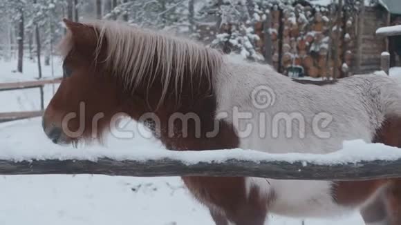 小马在冬天在农场吃草视频的预览图