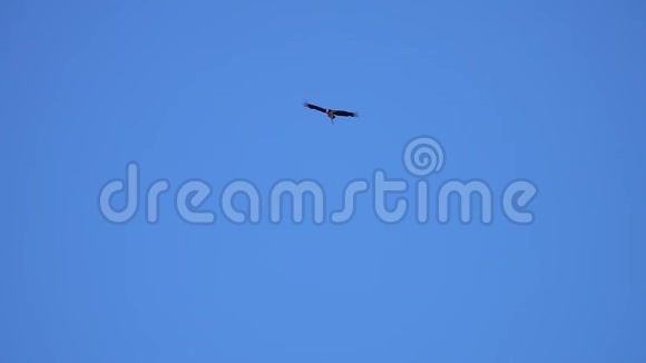 小副鸟鹰在晴空飞翔视频的预览图