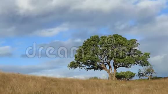时间流逝草原上的非洲树视频的预览图