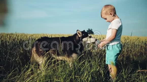 一个带着西伯利亚哈士奇在麦田里玩耍的小男孩狗从主人手中喝水水是视频的预览图