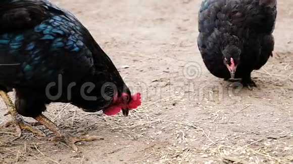 美丽的黑公鸡红扇贝和鸡啄麦粒在沙子上视频的预览图