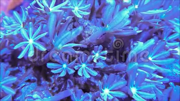 丁香珊瑚群落视频的预览图