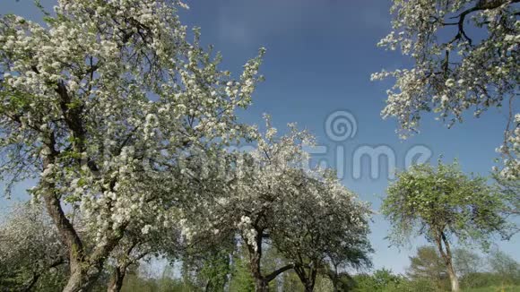 花开苹果树花园白色的花苹果树在开花视频的预览图