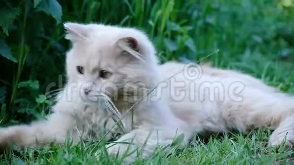 美丽的猫在大自然上玩草用爪子抓在地上动作缓慢视频的预览图