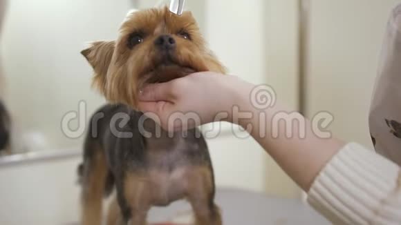 可爱的小狗在为他做发型时颤抖视频的预览图