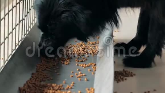 特写饥饿的狗吃干燥的食物从槽在避难所视频的预览图