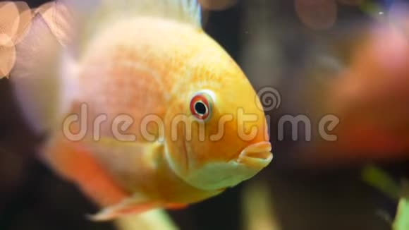 在水族馆里宏为美丽的金鱼的脸而特写框架金色的鱼张开闭上嘴视频的预览图