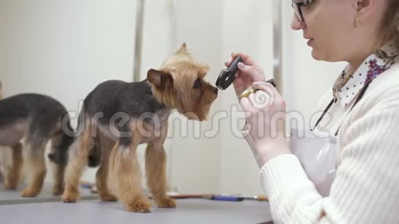 可爱的狗选择指甲油作为爪子视频的预览图