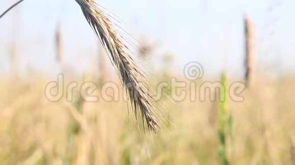 大麦尖顶和风视频的预览图