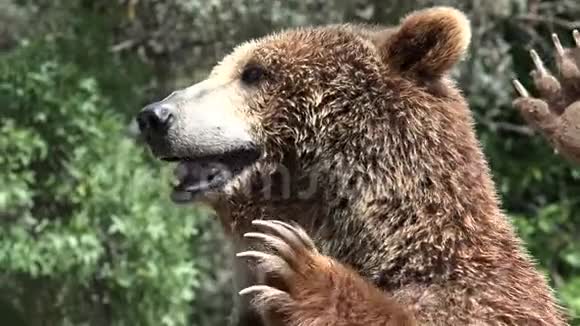 棕熊和荒野视频的预览图
