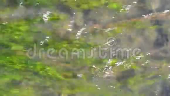 绿藻快速流动的水视频的预览图