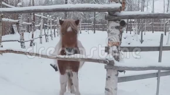 小马在冬天在农场吃草视频的预览图