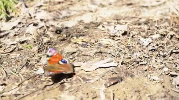 俄罗斯阳光明媚的一天小乌龟在森林里的地面上移动媒体美丽的蝴蝶黑色视频的预览图