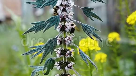 大黄蜂在母草上授粉并采集花粉缓慢运动视频的预览图