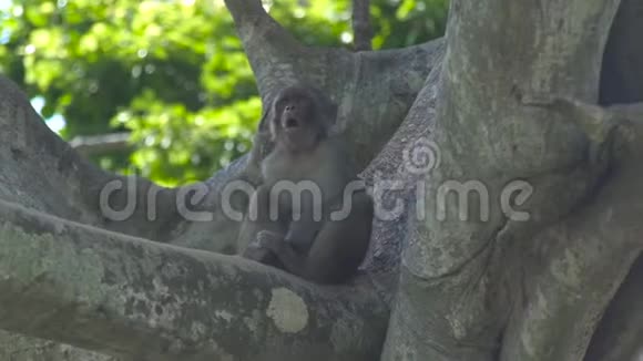 可爱的猴子在绿色森林的树枝上打哈欠把打哈欠的猴子关在热带雨林的树枝上视频的预览图
