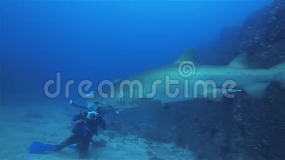 水下摄影师潜水者或摄像员鲨鱼水下摄影视频的预览图