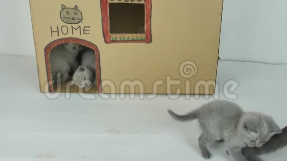 小猫在阳台上纸板猫屋视频的预览图