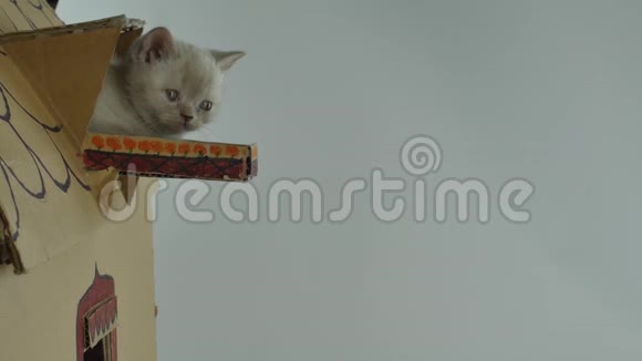 小猫在阳台上纸板猫屋视频的预览图