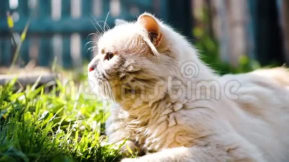 美丽的米色花梗猫躺在草地上沐浴在阳光下特写慢动作视频的预览图