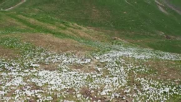 高山草甸的番红花真是妙不可言鳄鱼开花了山花布奇诺天然湖奥罗比阿尔卑斯山我是视频的预览图