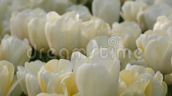 美丽的白色郁金香混合在世界著名的皇家公园基肯霍夫郁金香田野近景荷兰视频的预览图