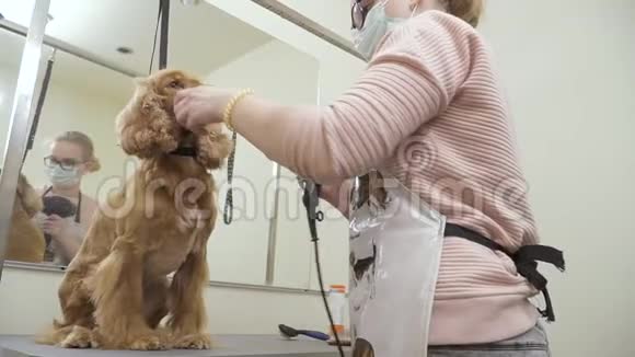 狗在烘干皮毛的过程中会从新郎手中挣脱出来视频的预览图