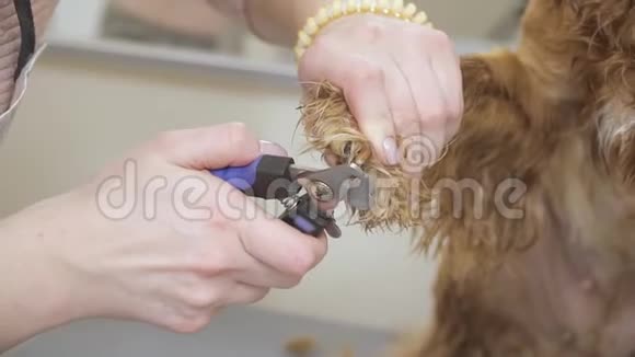 女性用剪刀剪短指甲视频的预览图