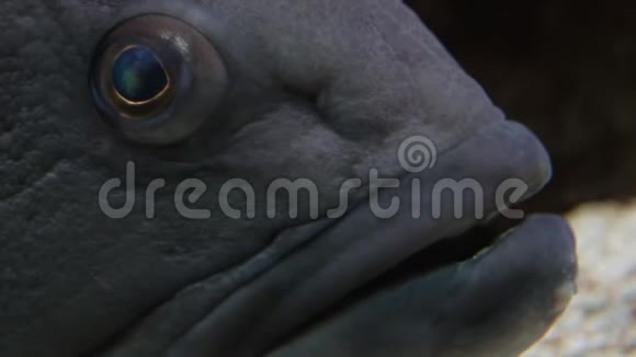 大鱼盯着闭上嘴和眼睛视频的预览图