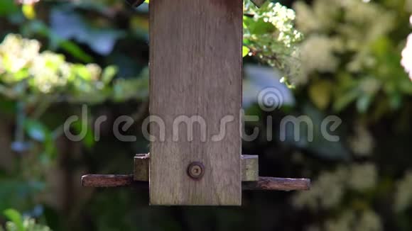 夏天从英国花园里的一个木制的喂鸟器中取出的一颗向日葵的心吃种子视频的预览图