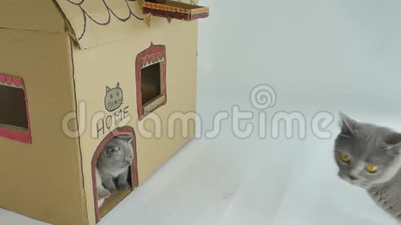 小猫和妈妈猫在门前玩耍纸板猫屋视频的预览图
