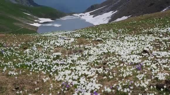 高山草甸的番红花真是妙不可言鳄鱼开花了山花布奇诺天然湖奥罗比阿尔卑斯山我是视频的预览图