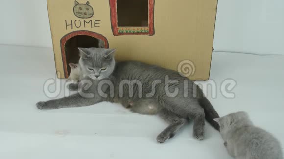 小猫和妈妈猫在门前玩耍纸板猫屋视频的预览图