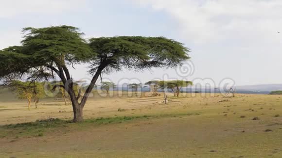 非洲草原有相思树和美丽的绿色草地视频的预览图