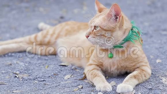 可爱的家猫躺在地上泰国橙白猫视频的预览图