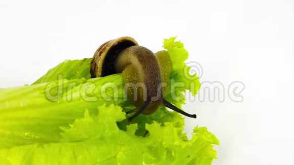 生菜叶子上的巧克力带蜗牛慢动作视频的预览图