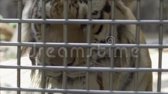 孤独悲伤的白虎在笼子里没有自由动物园里动物的概念视频的预览图