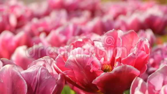 美丽迷人的粉红色和白色牡丹郁金香盛开在春天的花园里装饰郁金香花视频的预览图