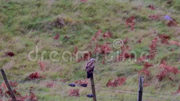 巴斯德布特布特奥栖息在栅栏柱上飞向猎物在田野下午在北苏格兰萨瑟兰拍摄视频的预览图