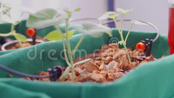 园林花卉自动灌溉系统视频的预览图