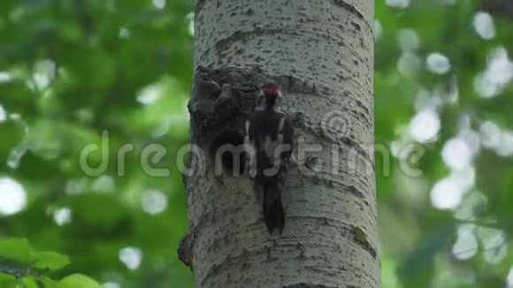 鸟是一只红黑白的啄木鸟主要在他的巢周围忙碌视频的预览图