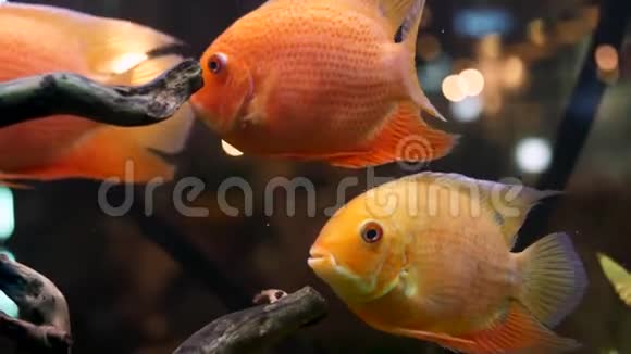 在带有绿色植物的木枝的水族馆里为明亮和美丽的金鱼做准备框架鱼类学校视频的预览图